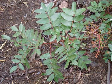 Pistacia terebinthus / Terebinto